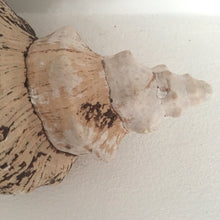 Load image into Gallery viewer, Jättesnäcka