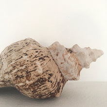 Load image into Gallery viewer, Jättesnäcka