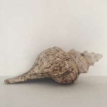 Load image into Gallery viewer, Jättesnäcka