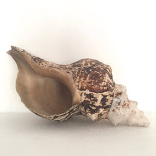 Load image into Gallery viewer, Jättesnäcka
